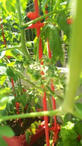 家庭菜園 プランター ミニトマトの拡大