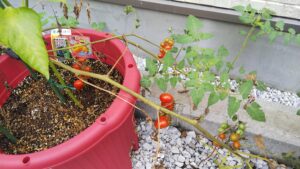 家庭菜園　プランター　ミニトマト　収穫