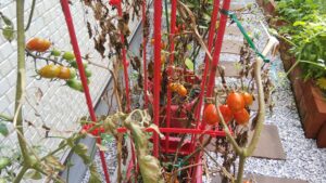 家庭菜園　プランター　ミニトマト　収穫