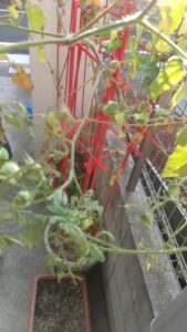 家庭菜園　小畑　プランター　ゴーヤ　ミニトマト