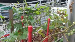 家庭菜園　小畑　プランター　ミニトマト