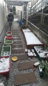 家庭菜園　ミニ畑　雪