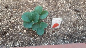家庭菜園　ミニ畑　イチゴ　とちおとめ　植え付け